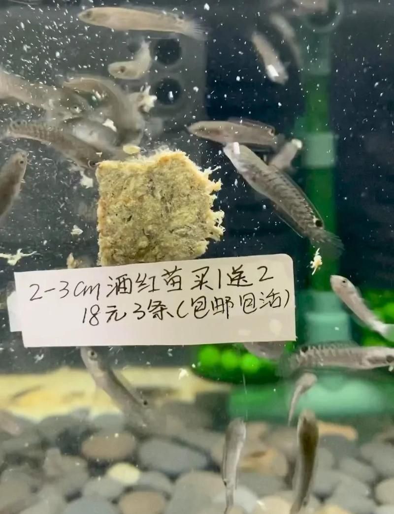 酒紅雷龍公母外觀