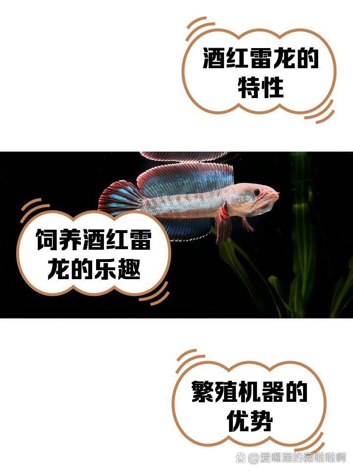 酒紅雷龍公母外觀