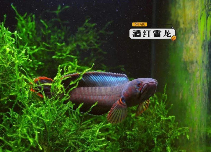 酒紅雷龍公母外觀