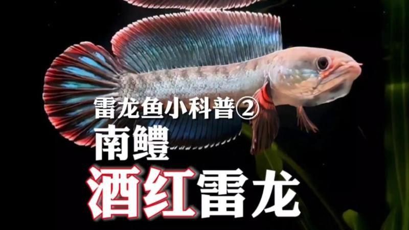 酒紅雷龍公母外觀
