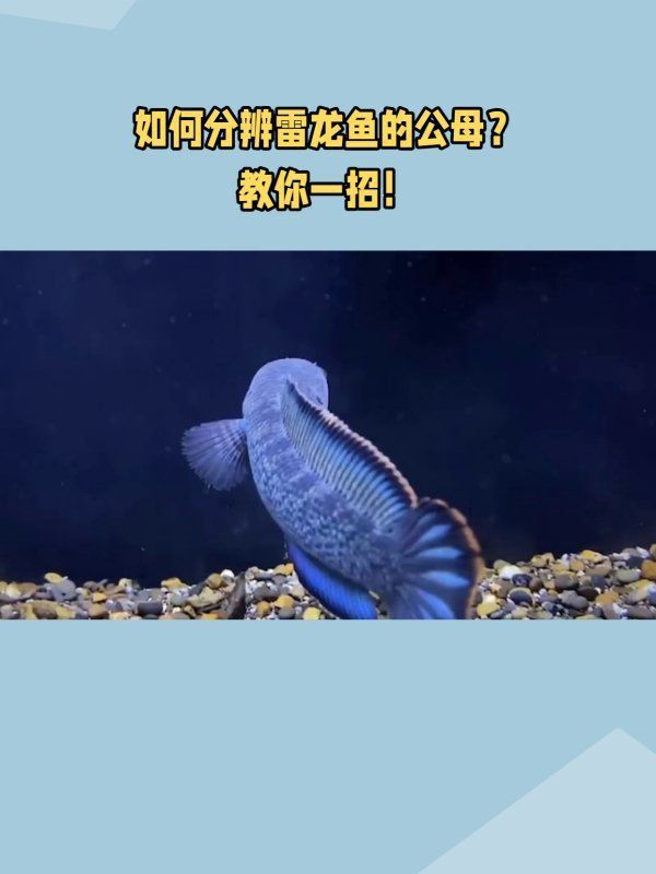 酒紅雷龍公母外觀