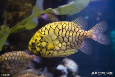 龍魚的體型有哪些種類？：龍魚體型較小的五種常見品種：青龍魚、青龍魚、青龍魚