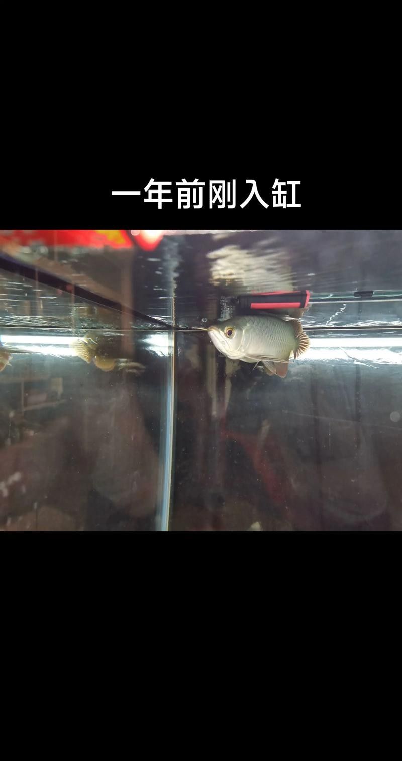 銀龍魚能和紅龍魚混養嗎圖片大全
