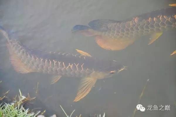 百度百科金龍魚產地（金龍魚產地主要分布在馬來西亞半島、菲律賓、印度尼西亞等地）