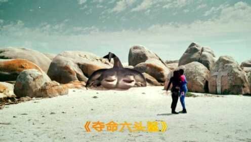 六頭鯊魚(yú)在線觀看免費(fèi)中文版