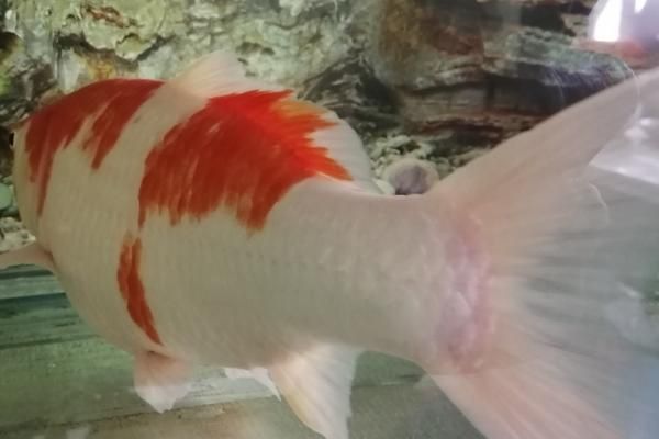 錦鯉充血后多久會恢復 龍魚百科 第2張 錦鯉充血后多久會恢復 錦鯉充血后多久會恢復 龍魚百科 第2張