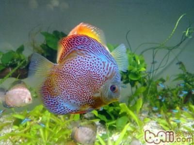 七彩神仙魚和龍魚的區別，七彩神仙魚和龍魚有什么區別：七彩神仙魚與龍魚的區別