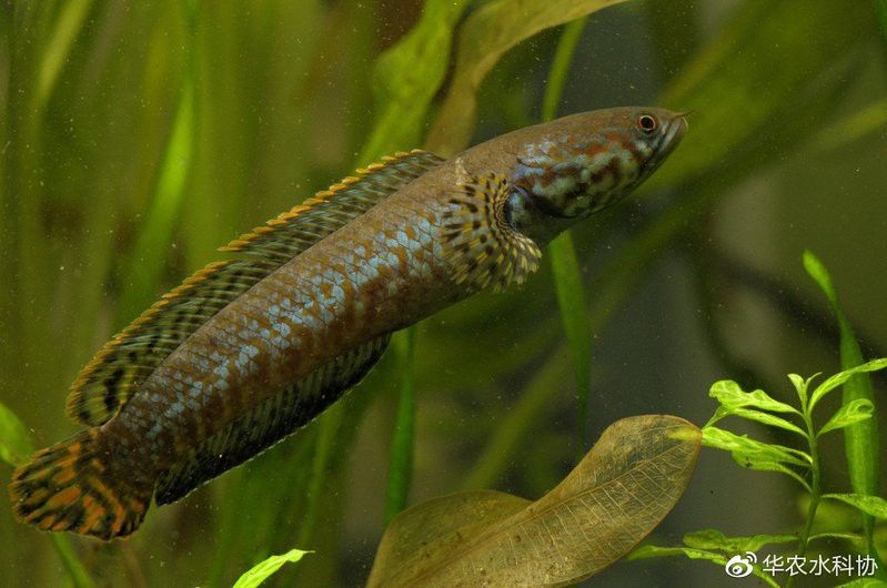 跟雷龍魚(yú)相似的魚(yú)叫什么名字