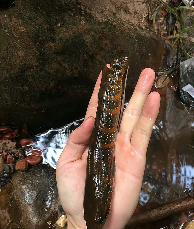 跟雷龍魚相似的魚叫什么名字