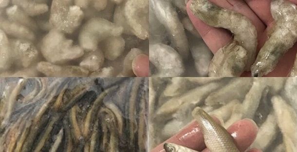 龍魚虎魚打架不吃食怎么辦