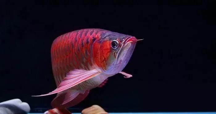 龍魚虎魚打架不吃食怎么辦