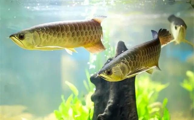 龍魚虎魚打架不吃食怎么辦