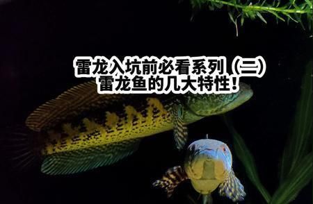 雷龍魚和金魚的區別（雷龍魚與金魚的區別）