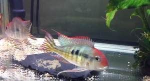 白子關(guān)刀魚(yú)，白子關(guān)刀魚(yú)的繁殖方式