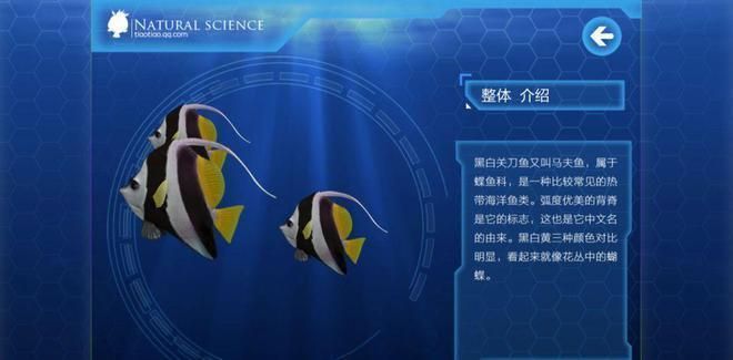 白子關(guān)刀魚(yú)，白子關(guān)刀魚(yú)的繁殖方式
