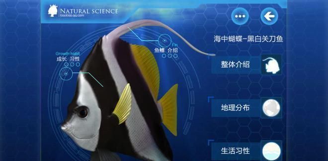 白子關(guān)刀魚(yú)，白子關(guān)刀魚(yú)的繁殖方式