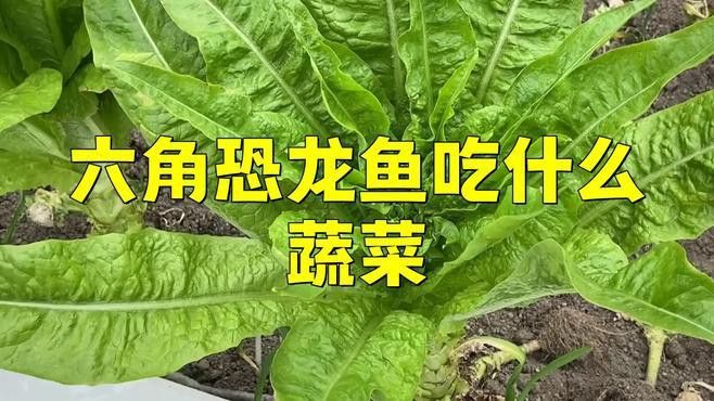 如何給六角恐龍魚喂蔬菜？