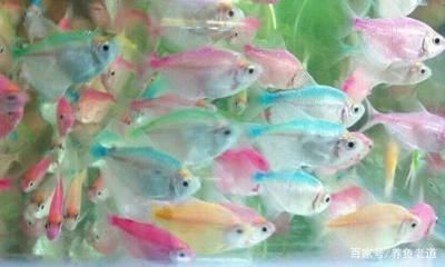 北京水族批發市場，官園魚市特色魚類介紹