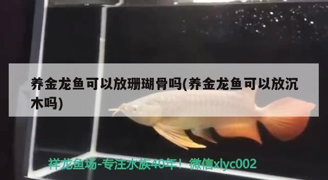 龍魚缸需要放珊瑚骨嗎：龍魚缸中是否需要放珊瑚骨，是否需要放置珊瑚骨濾材