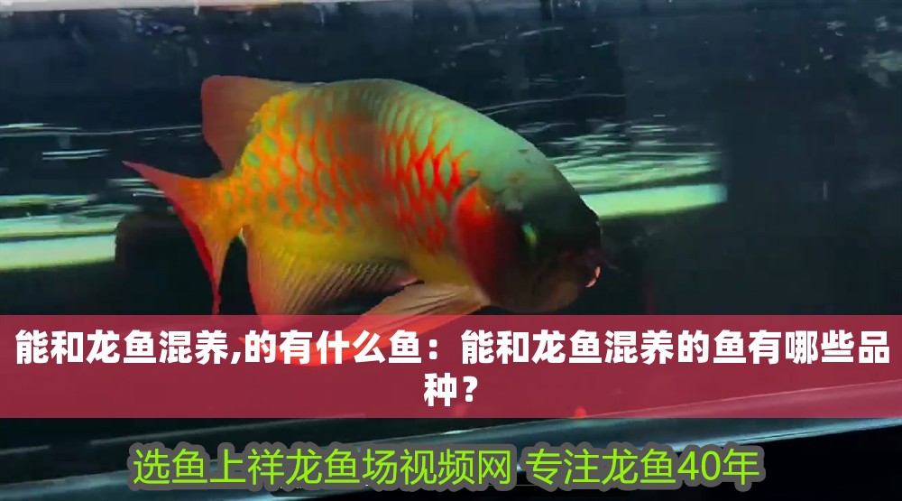 能和龍魚混養,的有什么魚：能和龍魚混養的魚有哪些品種？