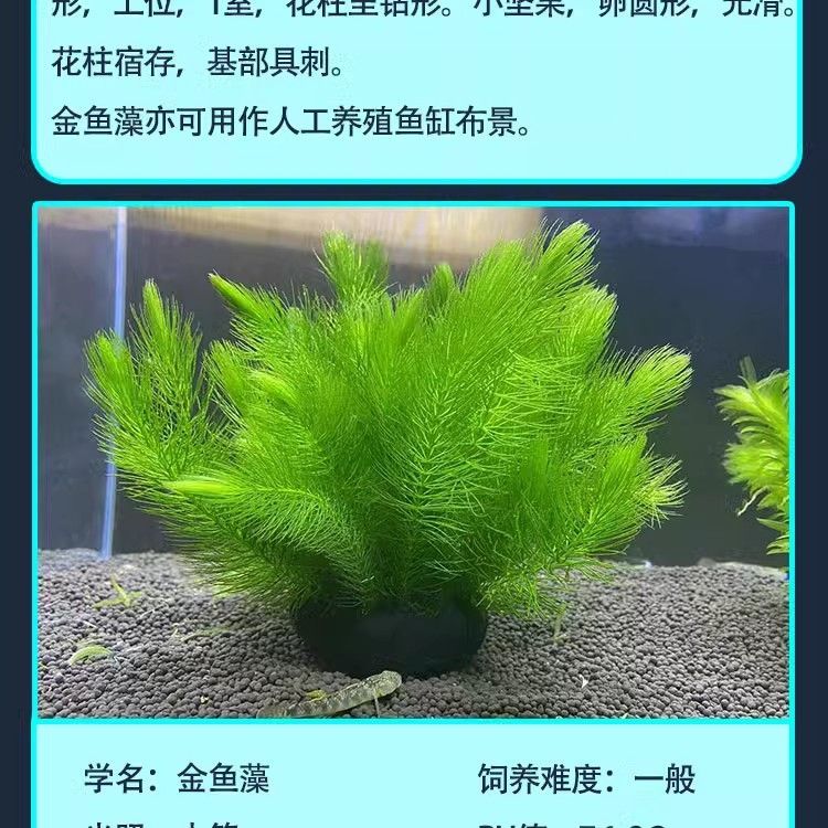 能和龍魚混養,的有什么魚：能和龍魚混養的魚有哪些品種？