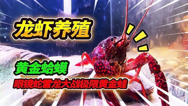 黃金眼鏡蛇雷龍的市場價格是多少？