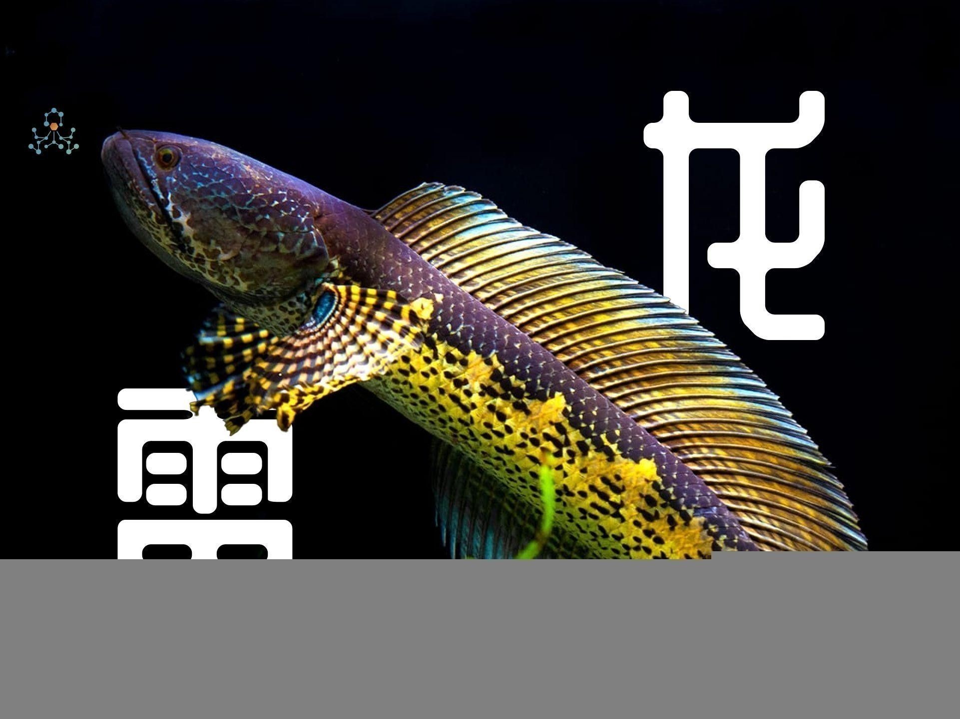 黃金眼鏡蛇雷龍的市場價格是多少？