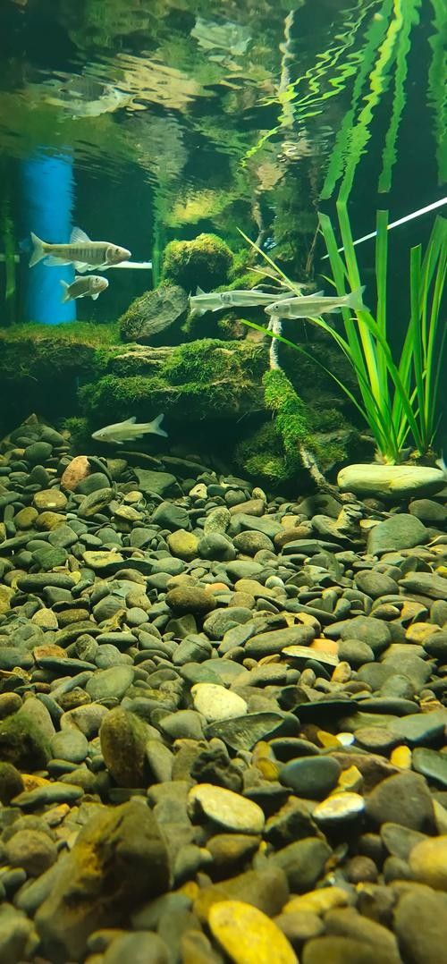 龍魚缸背景圖片高清圖大全