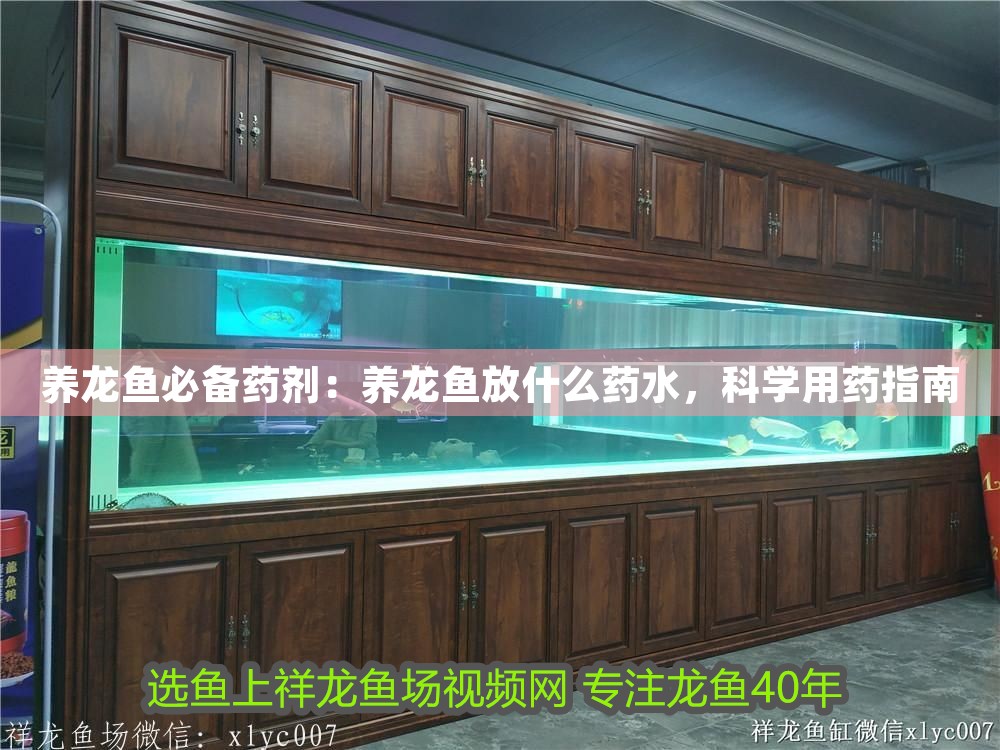 養(yǎng)龍魚必備藥劑：養(yǎng)龍魚放什么藥水，科學用藥指南
