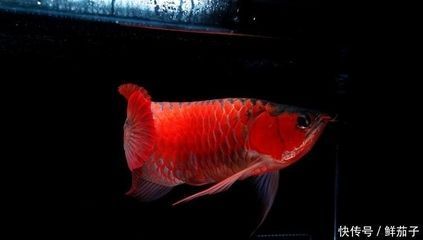 龍魚鱗片有白點是什么病癥：龍魚鱗片上有白點是什么病癥