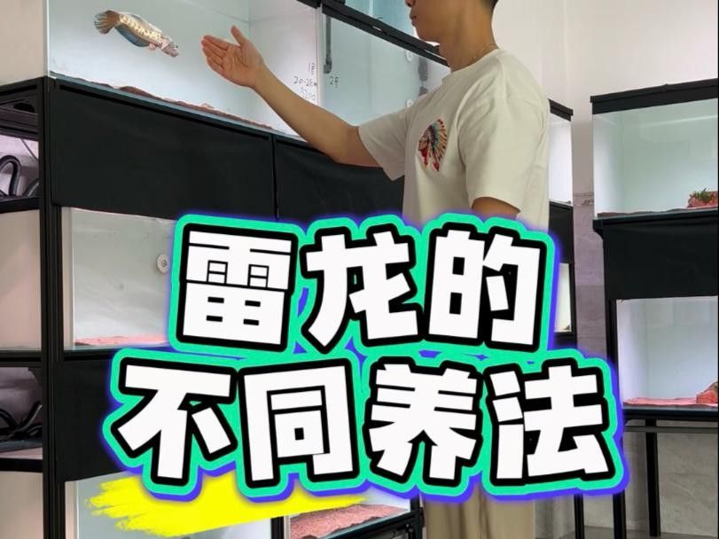 雷龍魚可以和哪些魚混養？