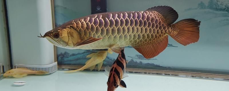 龍魚缸高65cm水位多少