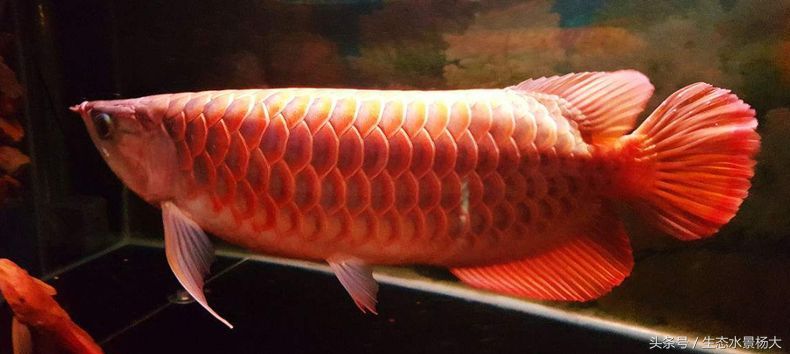 國內能繁殖龍魚嗎：龍魚國內繁殖現狀