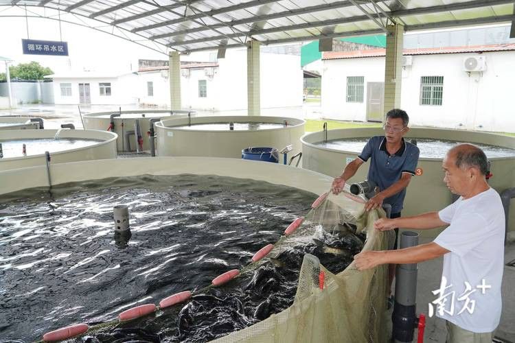 【天津龍魚價格天津龍魚圖片天津龍魚轉讓】