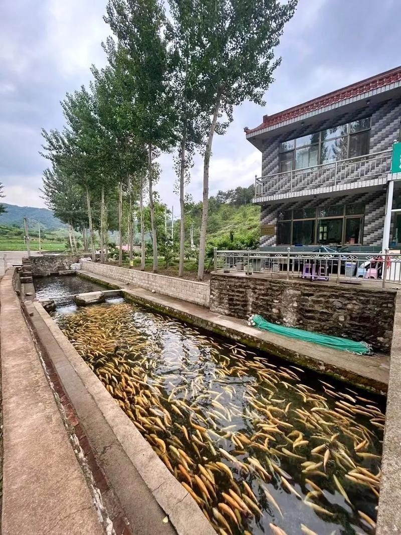 【天津龍魚價格天津龍魚圖片天津龍魚轉讓】