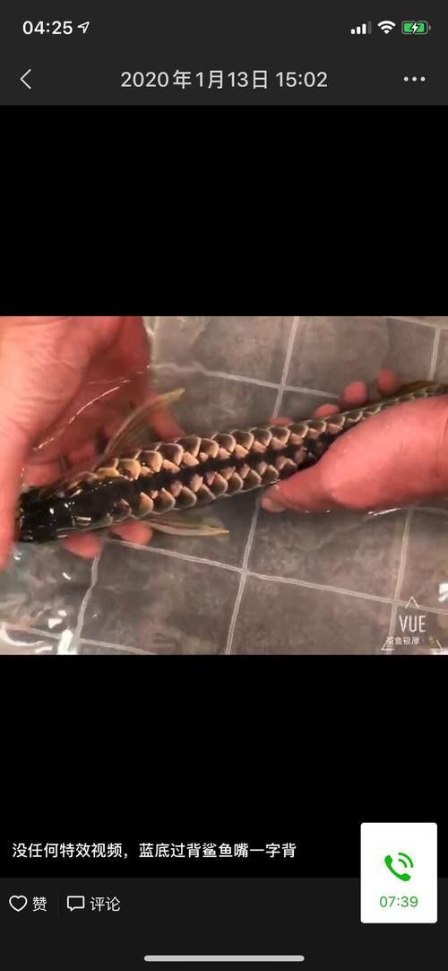 【天津龍魚價格天津龍魚圖片天津龍魚轉讓】