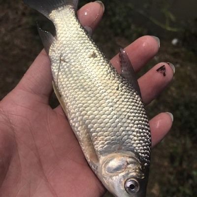 巴西鯛魚苗地區價格對比：2024年不同地區巴西鯛魚苗價格對比