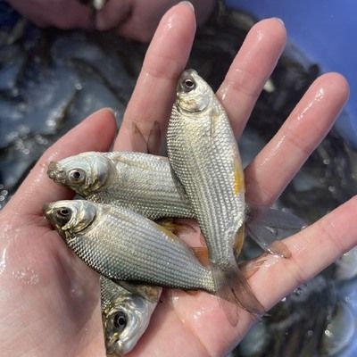 巴西鯛魚苗地區價格對比：2024年不同地區巴西鯛魚苗價格對比