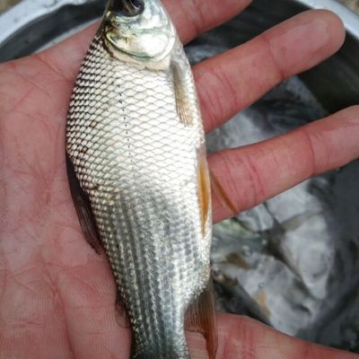 巴西鯛魚苗地區價格對比：2024年不同地區巴西鯛魚苗價格對比