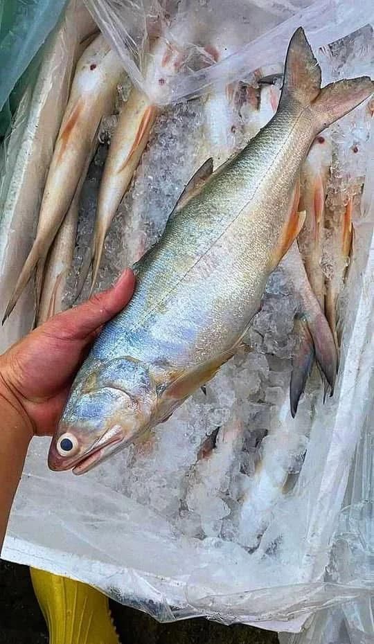 馬來(lái)西亞海魚種類