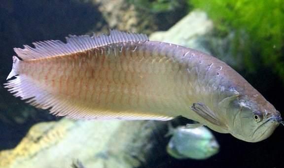 龍魚食用魚：龍魚飼養注意事項，龍魚飼料品牌推薦,