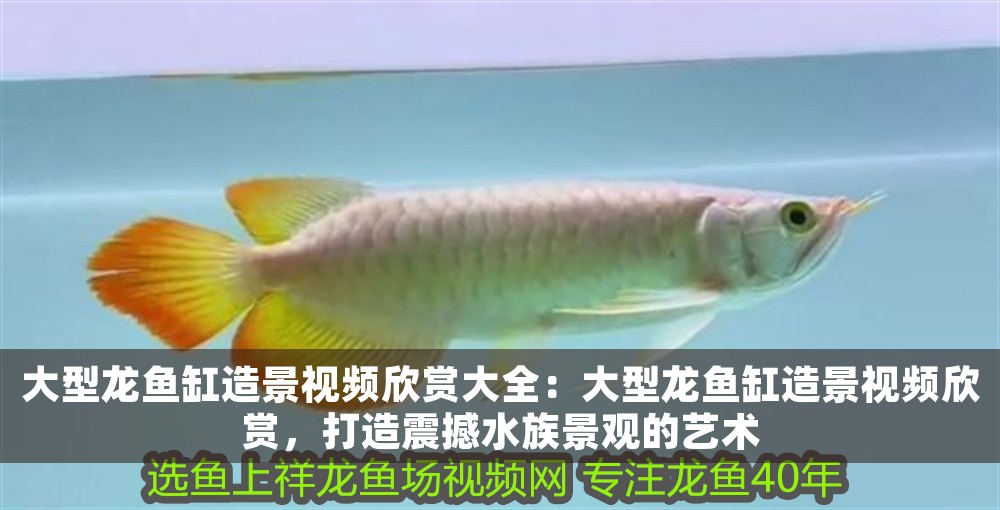大型龍魚(yú)缸造景視頻欣賞大全：大型龍魚(yú)缸造景視頻欣賞，打造震撼水族景觀的藝術(shù)