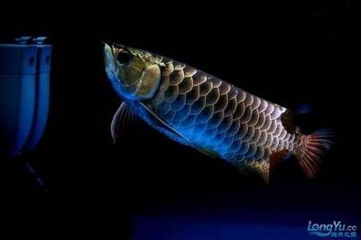 賣龍魚的網(wǎng)站有哪些平臺可以看，紅龍魚飼養(yǎng)技巧教程龍巔魚鄰直播觀賞魚直播觀賞體驗(yàn)