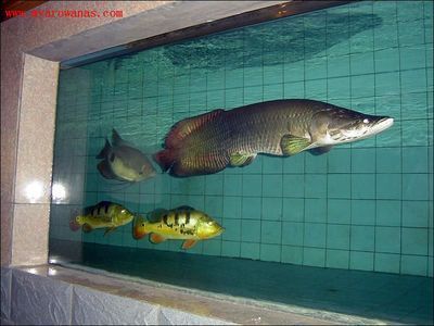 賣龍魚的網(wǎng)站有哪些平臺可以看，紅龍魚飼養(yǎng)技巧教程龍巔魚鄰直播觀賞魚直播觀賞體驗(yàn)