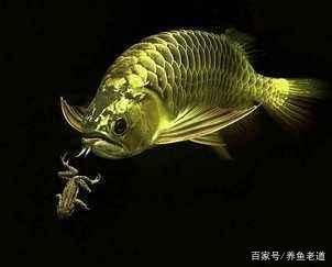 龍魚怎么撈出來：撈取龍魚時，有多種方法可以幫助我們完成這項工作