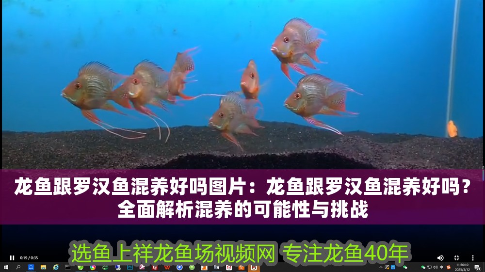 龍魚(yú)跟羅漢魚(yú)混養(yǎng)好嗎圖片：龍魚(yú)跟羅漢魚(yú)混養(yǎng)好嗎？全面解析混養(yǎng)的可能性與挑戰(zhàn)