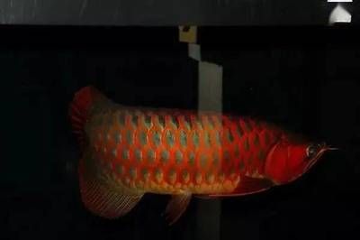 紅龍魚鰓蓋發黃怎么辦：紅龍魚的鰓蓋發黃怎么辦
