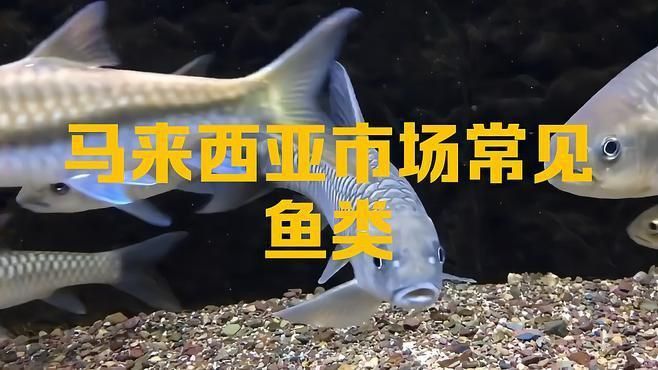 馬來西亞淡水魚