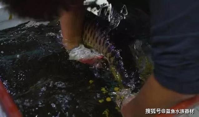 銀龍魚嘴巴