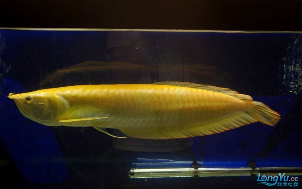 祥龍魚(yú)場(chǎng)與其他魚(yú)場(chǎng)比較：祥龍魚(yú)場(chǎng)與其他魚(yú)場(chǎng)的區(qū)別